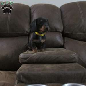 Digger, Dachshund Puppy